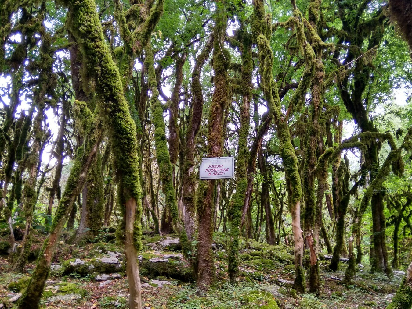 каньон Псахо, достопримечательность Сочи, знаменитость города Сочи ...